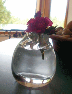 wild rose in glass vase