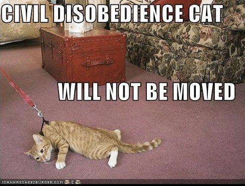 Flick-Dot-Buzz Fav LOL Cats: Civil Disobedience Cat