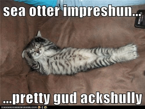Flick-Dot-Buzz Our Favorite LOL Cats: Sea Otter Impreshun