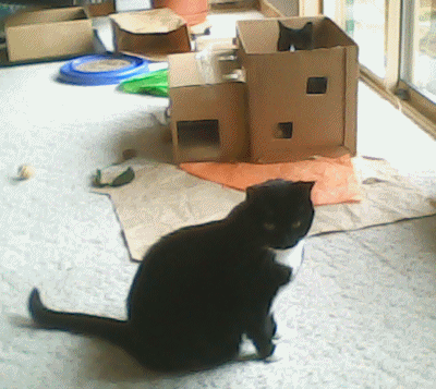 cats and boxes