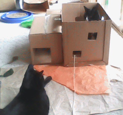 box fort toys for cats