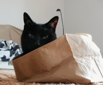 cats love papr bags