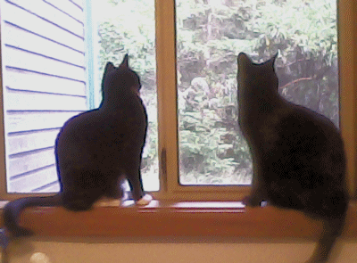 two cats birdwatching