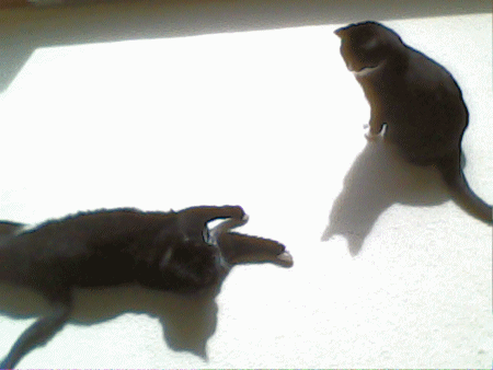 two cats playing in a sunbeam