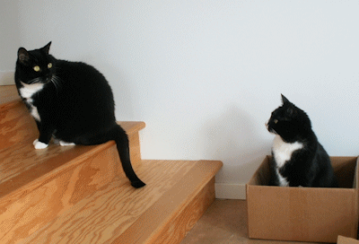 Dot and Flick - whose turn is it to have the box?