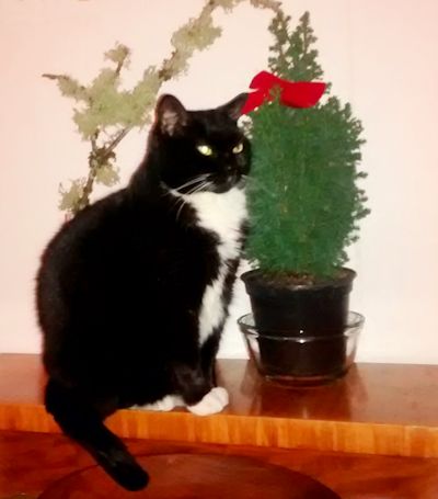 cat and christmas tree photo