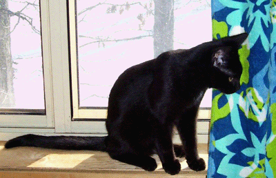 Black cat Buzz in the window