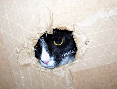 internet cat Flick and her box fort
