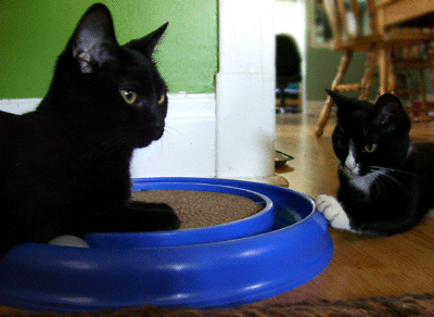 july 2010 cats with their turbo-track