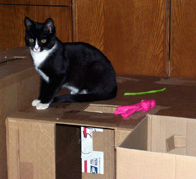March 2010 Flick and the cat-box-fort