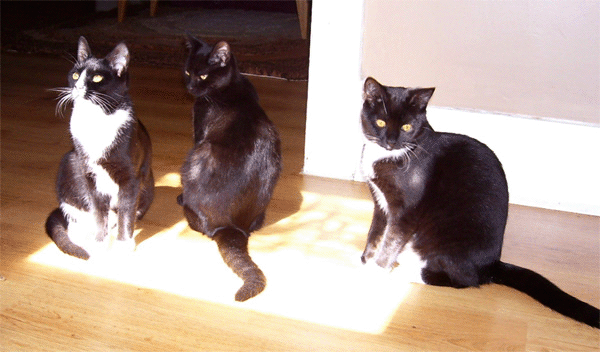 three cats sharing a sunbeam