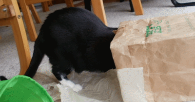 Cat in paper bag, step 2